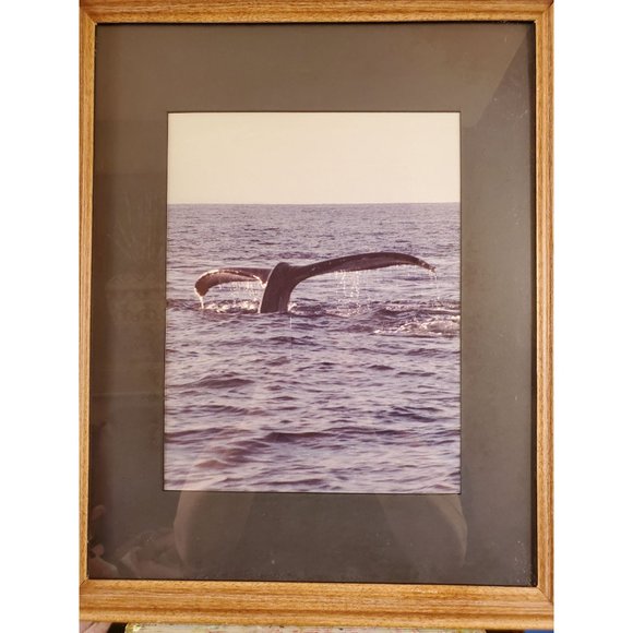 Vintage Framed Whale Tail Photograph - Picture 4 of 6
